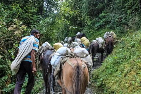Mule train transporting goods passes a village Stock Photos