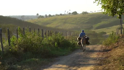 Mule transport Stock Footage 150446824