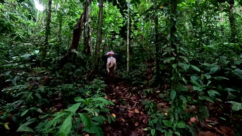 A mule is transporting goods through a tropical forest track Stock Footage 336922494