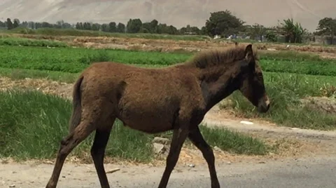 Mule Walking on Road Stock Footage 47811517