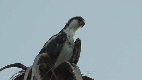 MULEGE BCS MEXICO-2022: Hawk Sits and Looks Down From Treetop Stock Footage 206826190