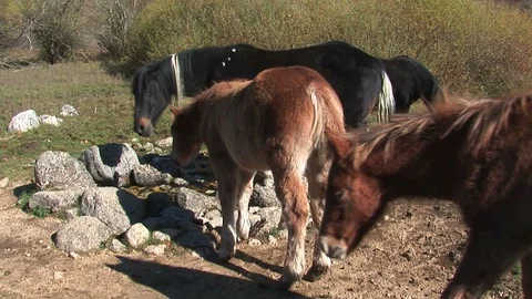 Mules that drink Stock Footage 94076421