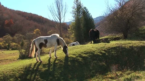 Mules grazing in the hills Stock Footage 94077610