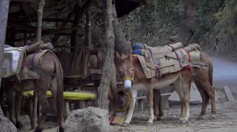 Mules having a break beside road in India Stock Footage 58499394