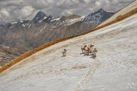 Mules in himalayas Stock Photos