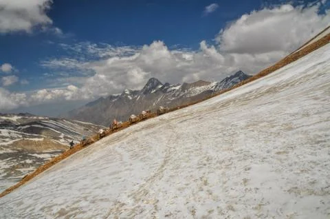 Mules in himalayas Foto stock
