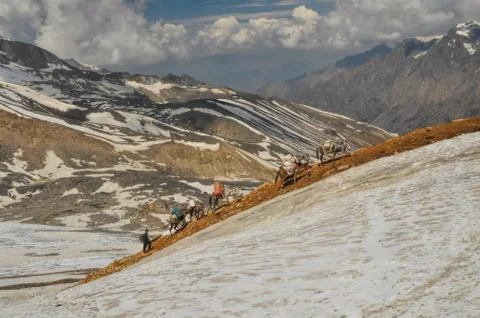 Mules in Himalayas Stock Photos