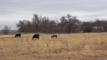 Mules in open pasture. Stock Footage 85566649