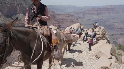 Mules Passing by Ooh Aah Point on South Kaibab Trail, Grand Canyon Stock Footage 307228775