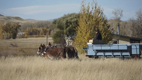 Mules pull wagon through golden autumn grasses on Montana farm with cottonwoods Video stock 121081609