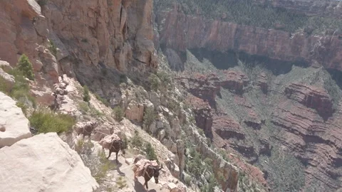 Mules Walking Along Cliff Edge at Ooh Aah Point, Grand Canyon National Park Stock Footage 307221137