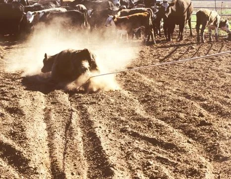 Muleshoe,Texas Spring Roundup Photos