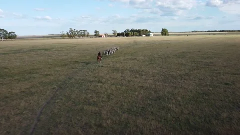 Muleteer with his sheep Stock Footage 152037007