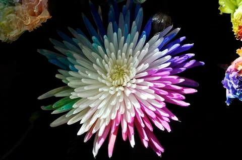 Mulit colour chrysanthemum Stock Photos