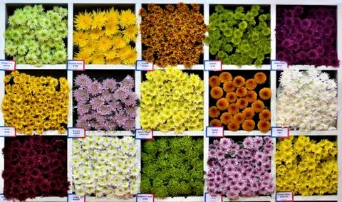 Mulit colour daisy Stock Photos