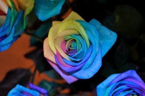 Mulit colour rose Stock Photos