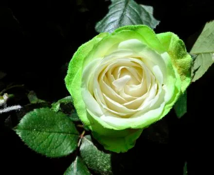 Mulit colour rose Stock Photos
