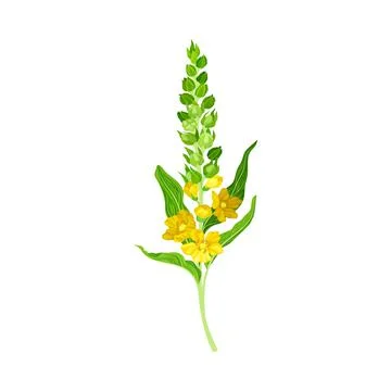 Mullein with Dense Rosette of Leaves and Tall Flowering Stem Vector Illustration Stock Illustration
