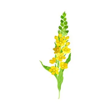 Mullein with Dense Rosette of Leaves and Tall Flowering Stem Vector Illustration Stock Illustration