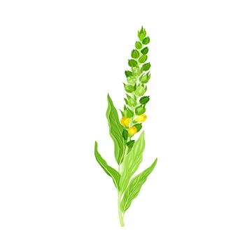 Mullein with Dense Rosette of Leaves and Tall Flowering Stem Vector Illustration イラスト素材