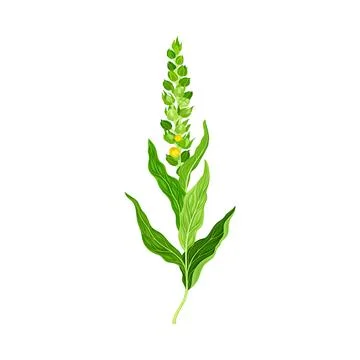 Mullein with Dense Rosette of Leaves and Tall Flowering Stem Vector Illustration Stock Illustration