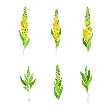 Mullein with Dense Rosette of Leaves and Tall Flowering Stem Vector Set Stock Illustration