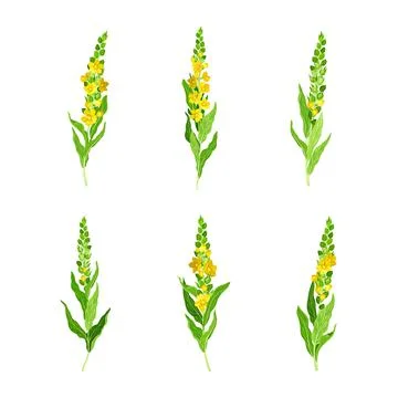 Mullein with Dense Rosette of Leaves and Tall Flowering Stem Vector Set Stock Illustration