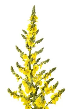 Mullein flowers Stock Photos