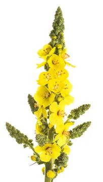 Mullein flowers Stock Photos