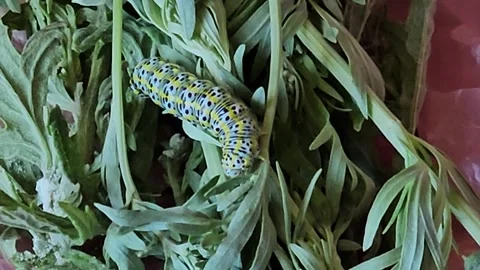 Mullein Moth Caterpillar Crawling on Cut Absinth Wormwood Leaves Stock Footage 339973020