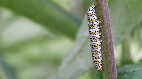 Mullein moth caterpillar (Cucullia verbasci) on a buddleia plant Stock Footage 77582967