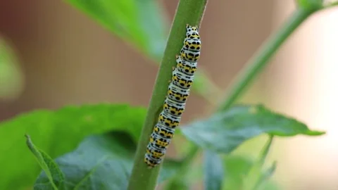 Mullein moth caterpillar (Cucullia verbasci) on a buddleia plant Stock Footage 77583277