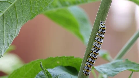 Mullein moth caterpillar (Cucullia verbasci) on a buddleia plant Stock Footage 77583341