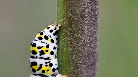 Mullein moth caterpillar (Cucullia verbasci) on a buddleia plant Stock Footage 77583401