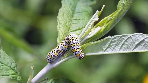 Mullein moth caterpillar (Cucullia verbasci) on a buddleia plant Stock Footage 77583880