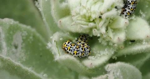 Mullein Moth, caterpillar, Cucullia verbasci on Walney Island, Cumbria, UK. Stock Footage 240307236