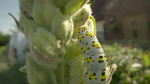 Mullein moth caterpillar ( Cucullia verbasci ) 50p Stock-Footage 297789053