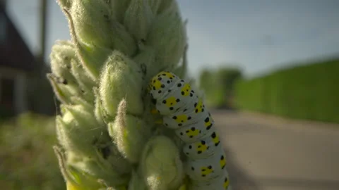 Mullein moth caterpillar (Cucullia verbasci) feeding Stock-Footage 297789055