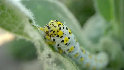 Mullein moth caterpillar  (Cucullia verbasci ) 25p Video stock 297793293