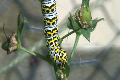 Mullein Moth Caterpillar 스톡 동영상 32962040