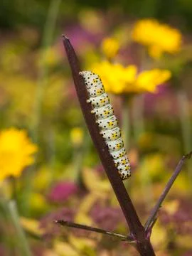 Mullein moth caterpillar Stock Photos