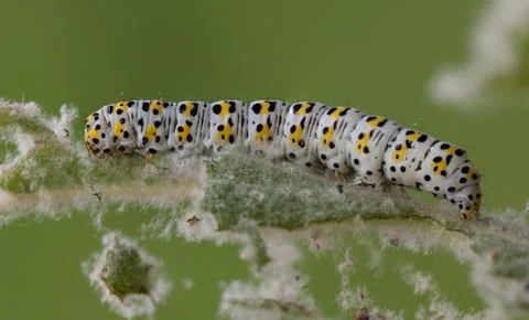 Mullein moth caterpillar, Stock Photos