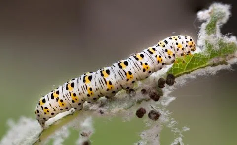 Mullein moth caterpillar, Stock Photos