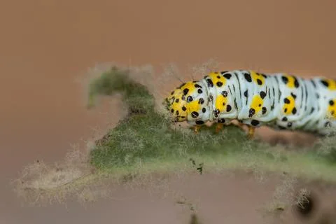 Mullein moth caterpillar, Stock Photos