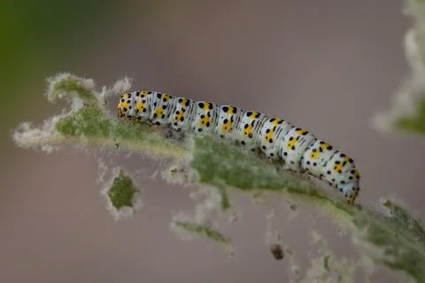 Mullein moth caterpillar, Stock Photos