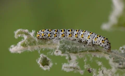 Mullein moth caterpillar, Stock Photos