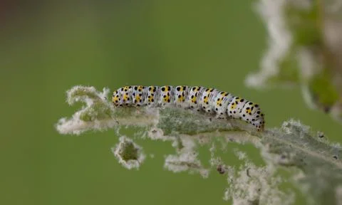 Mullein moth caterpillar, Stock Photos