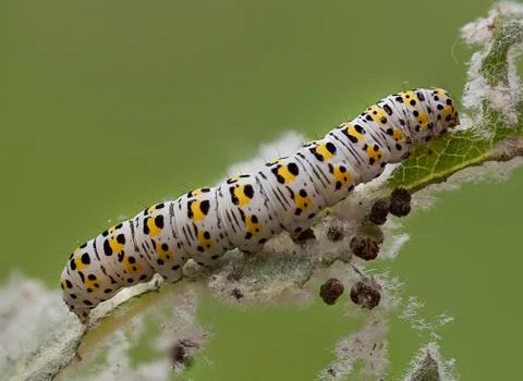 Mullein moth caterpillar, Stock Photos
