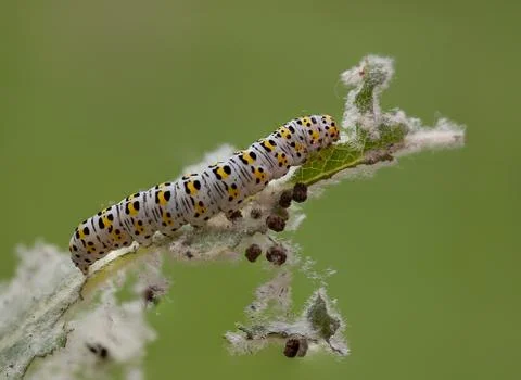 Mullein moth caterpillar, Stock Photos