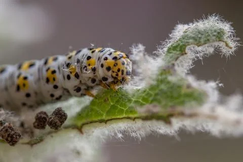 Mullein moth caterpillar, Stock Photos